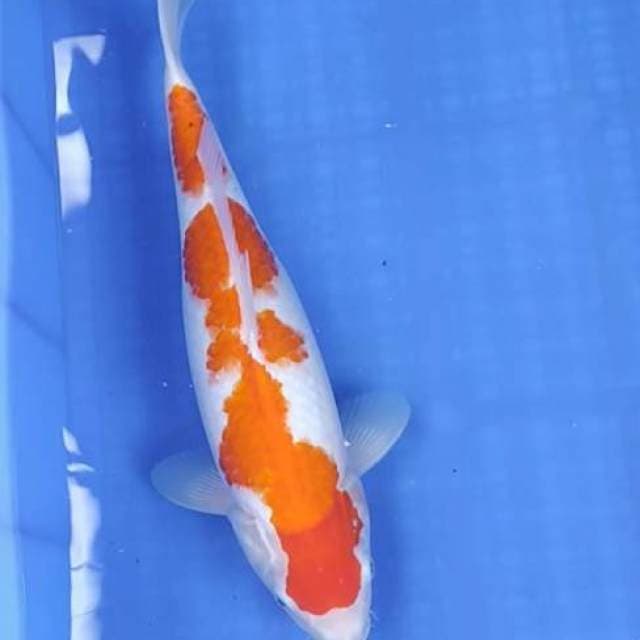 Kohaku Semok ~37