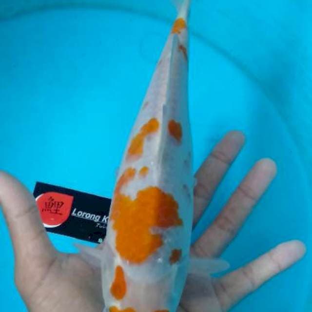 Ochiba body ginuk" 27 cm