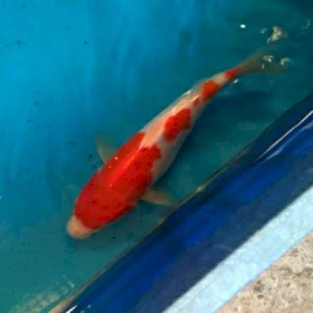 showa 25cm