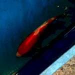 showa 25cm