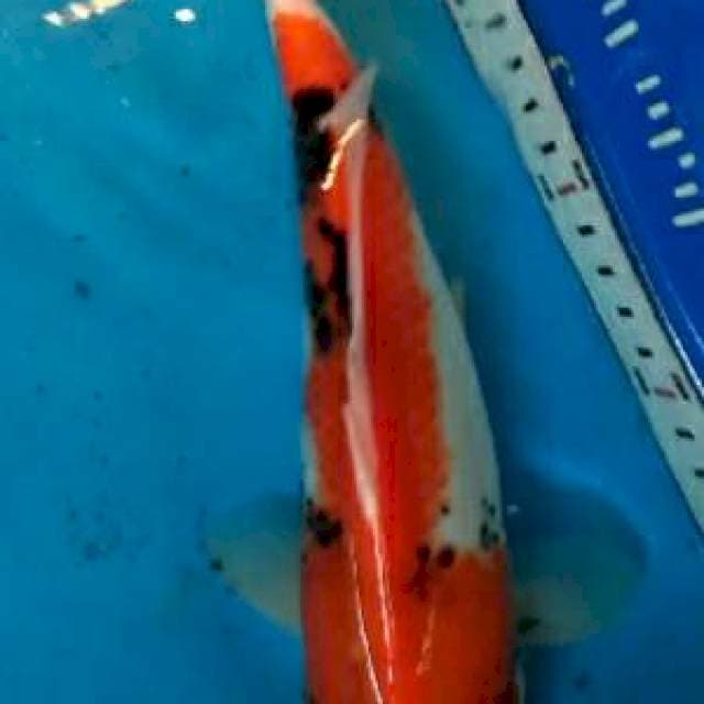 showa 27cm