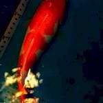 showa 29cm