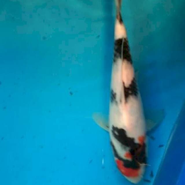 showa 20cm