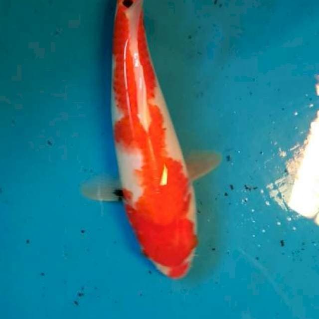 showa 28cm