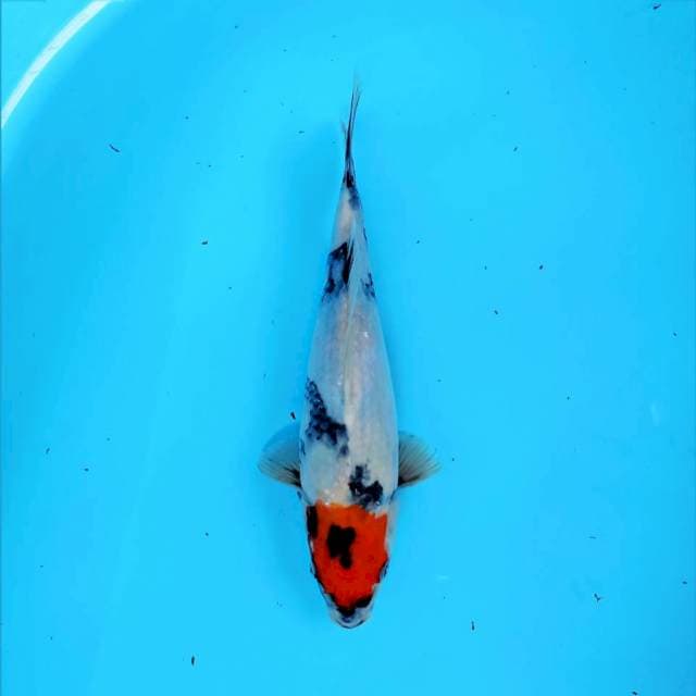 Tancho Showa 29 cm