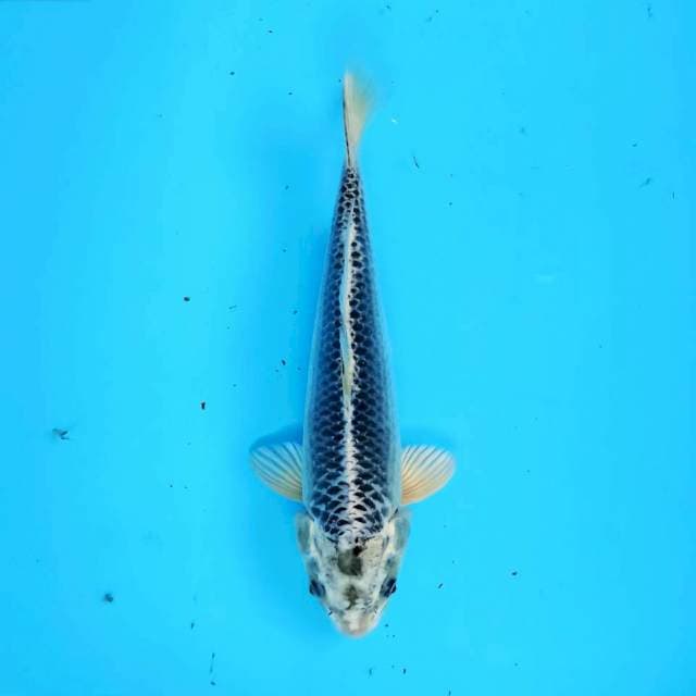 Matsuba 28 cm