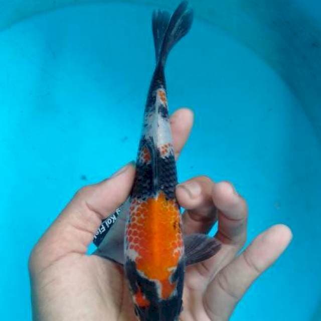 Kanoko showa 20 cm