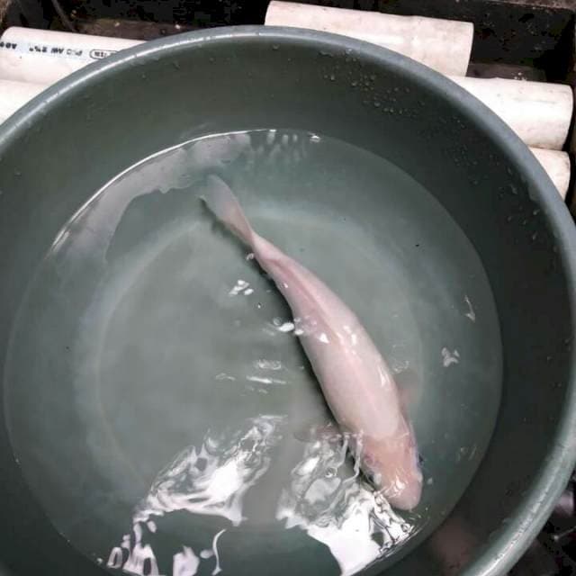Shiromuji