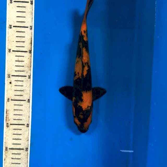 Hi Utsuri, 28 cm