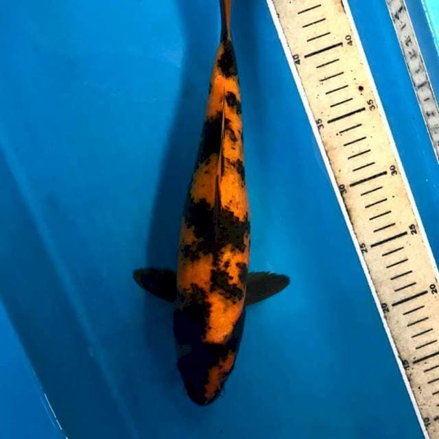 Hi Utsuri, 32 cm