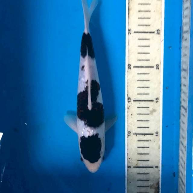 Budo Goromo, 25 cm