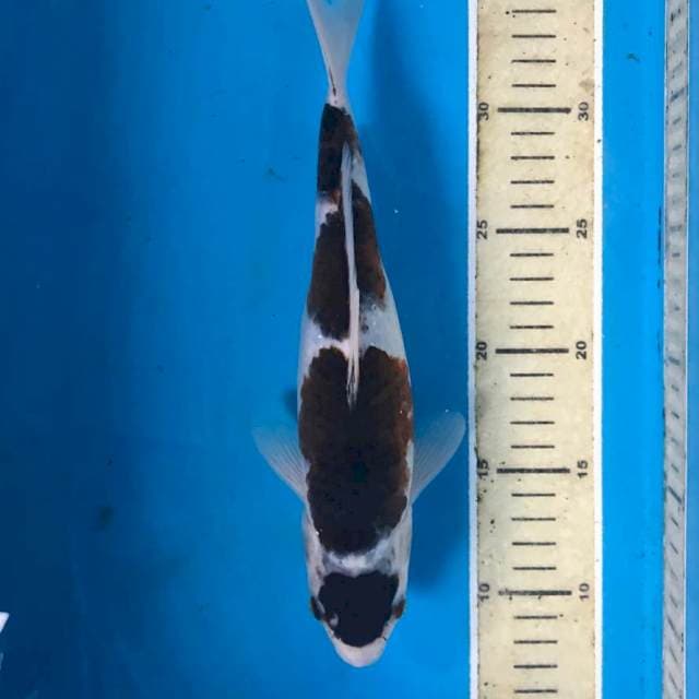 Budo Goromo, 27 cm