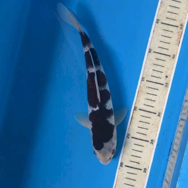 Budo Goromo, 27 cm