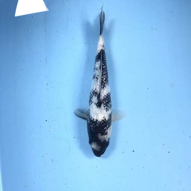 Shiro Ginrin, 23 cm