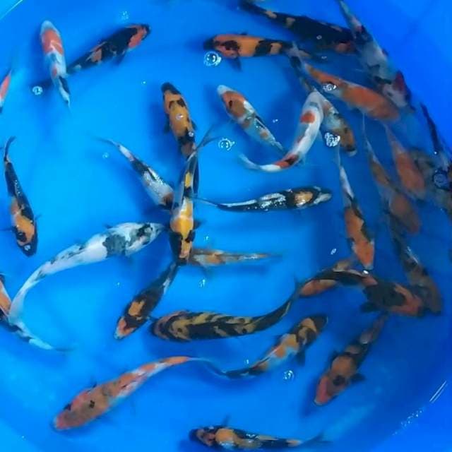 12-17cm 34 ekor mix koi