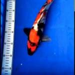Showa Male 33cm