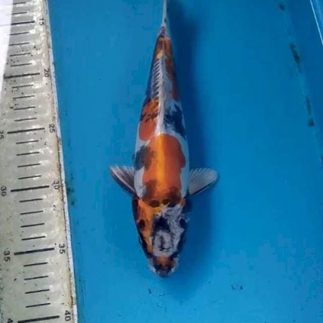 Doitsu Kin Showa 25cm