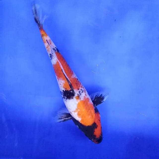 2. Showa || 26 cm