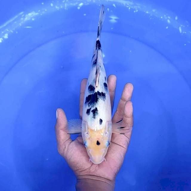 5. Bekko || 28 cm