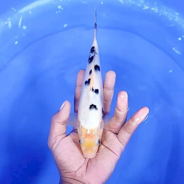 9. Bekko || 23 cm