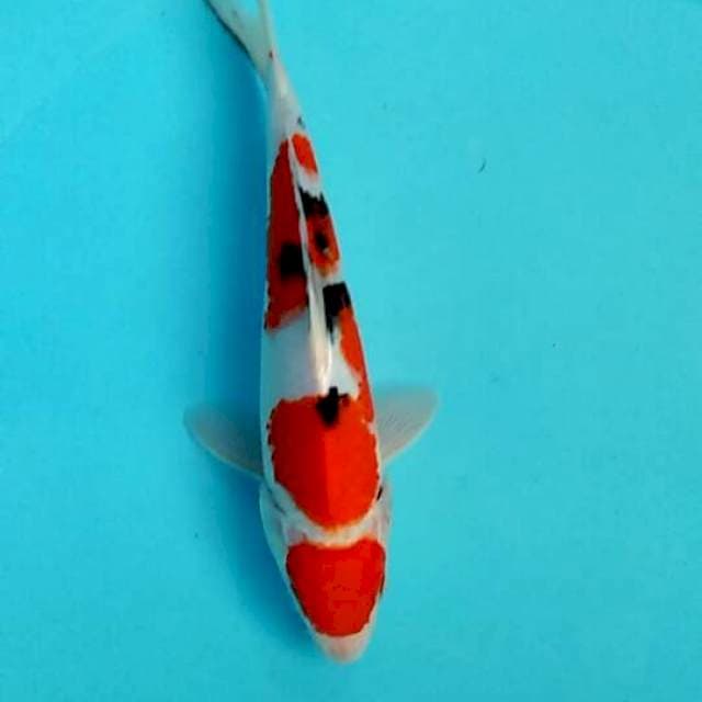 Sanke 24cm
