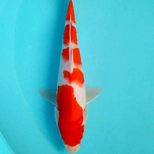 Kohaku 23cm