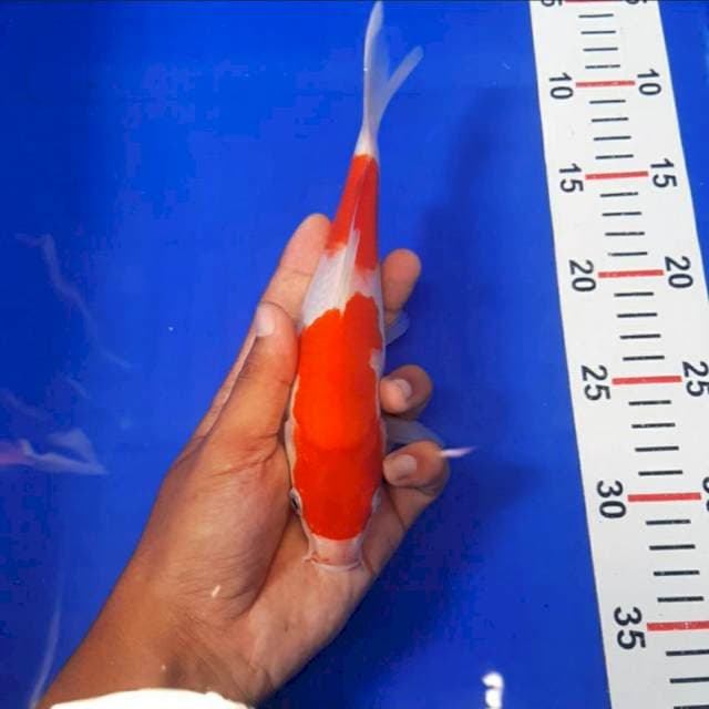 Kohaku 21cm