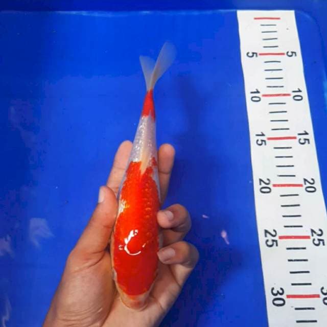 Kohaku ginrin 24cm