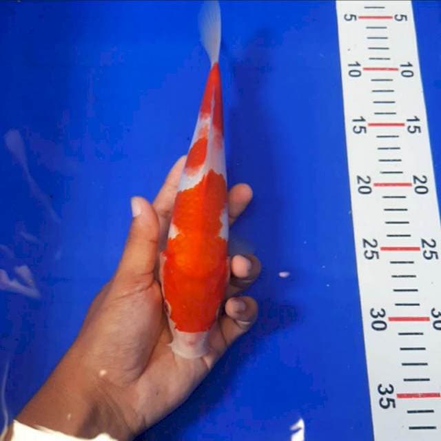 Kohaku 26cm