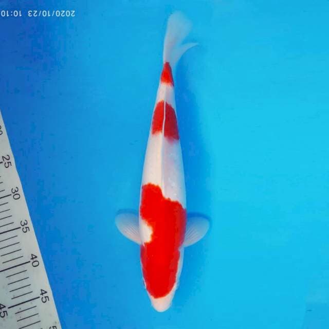 ANIME 2 - Kohaku 3 steps ®