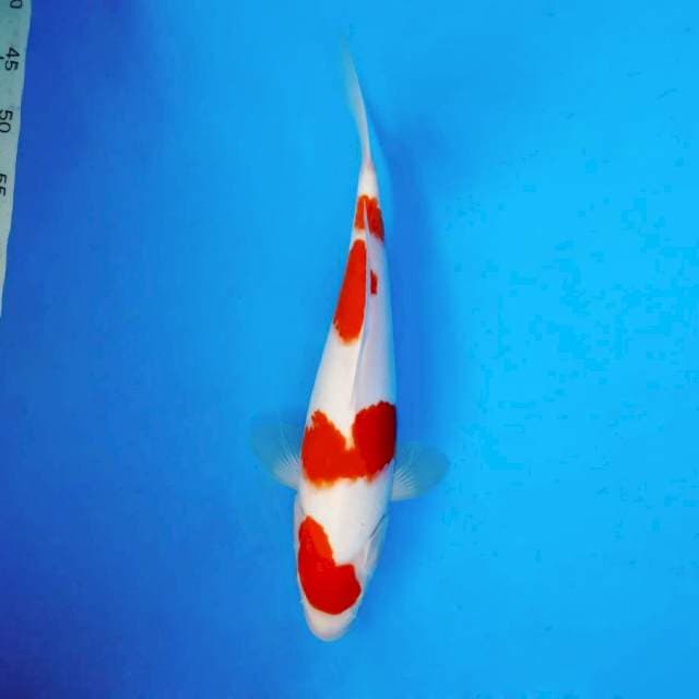 ANIME 4 - Kohaku 4 steps ®