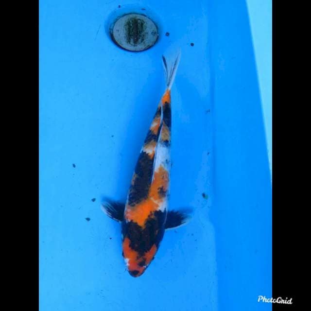 32cm male , Showa Sanshoku