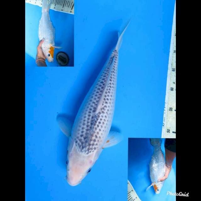 37cm fml , F1 JT Asagi 