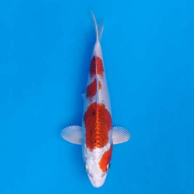 Genjiro Kujaku