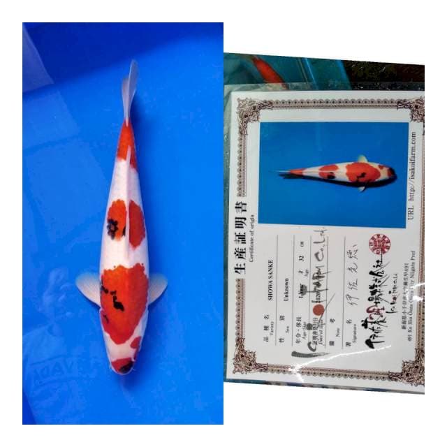 Showa ISA koi farm