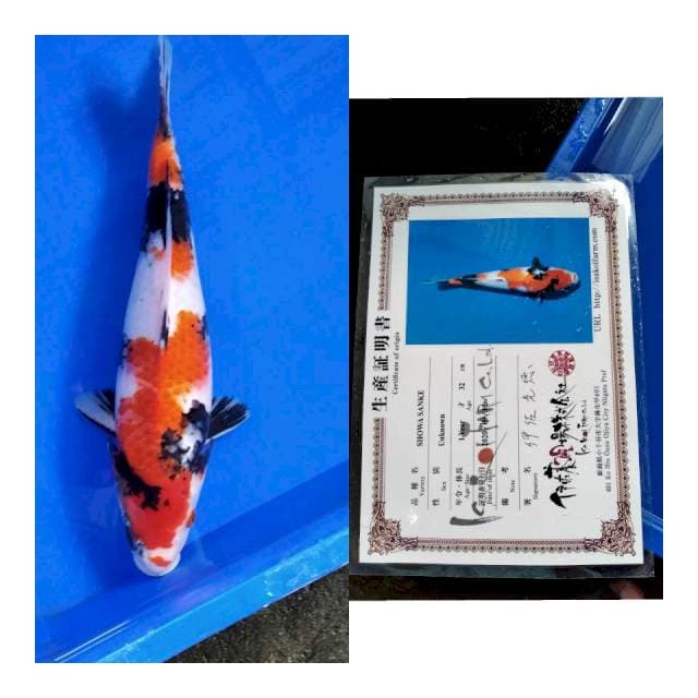 Showa ISA koi farm