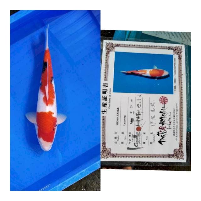 Showa isa koi farm