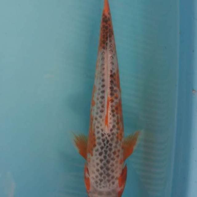 kanoko asagi 27 cm