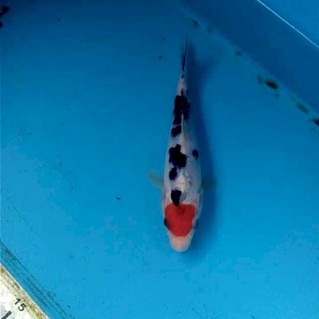 Tancho Sanke 14cm