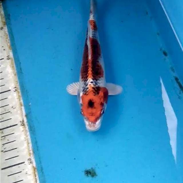 Kujaku 20cm