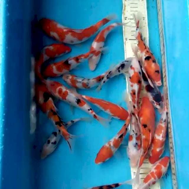 Paket 20ekor 15-20cm