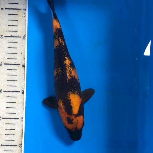Hi Utsuri Ginrin, 26 cm