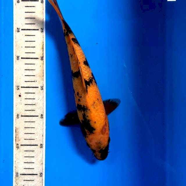Hi Utsuri Ginrin, 29 cm