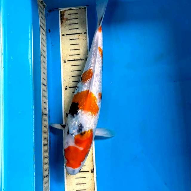 Showa Ginrin, 32 cm
