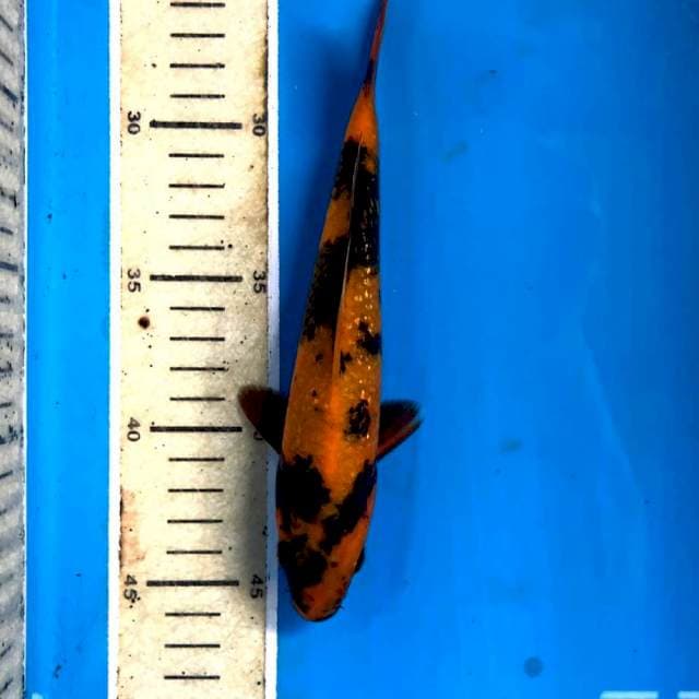 Hi Utsuri ginrin, 20 cm