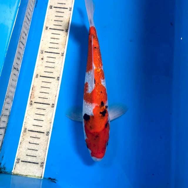Showa Ginrin, 30 cm