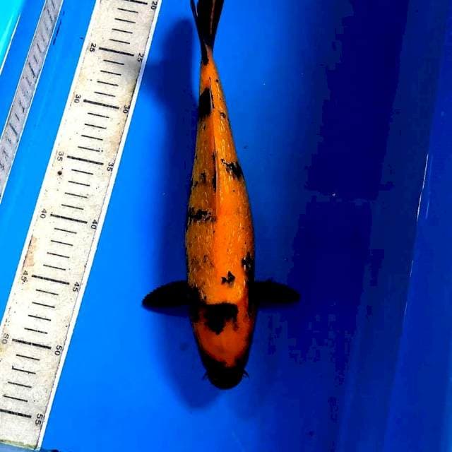 Hi Utsuri Ginrin, 32 cm
