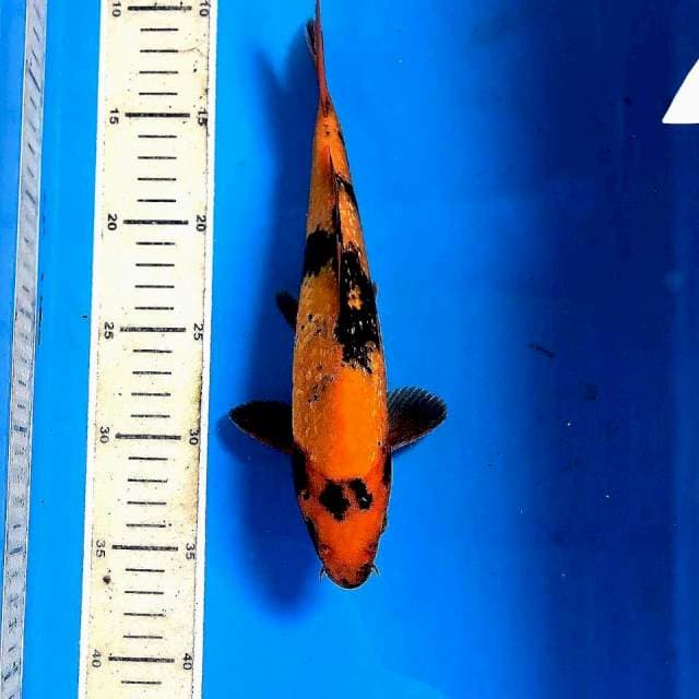 Hi Utsuri Ginrin, 26 cm