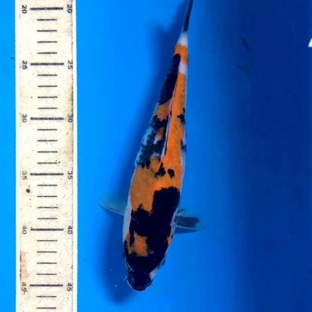 Showa, 27 cm