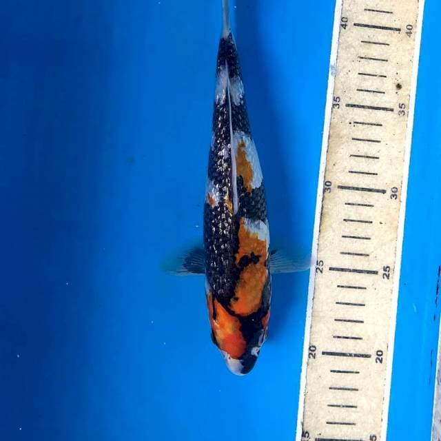 Showa Ginrin, 24 cm